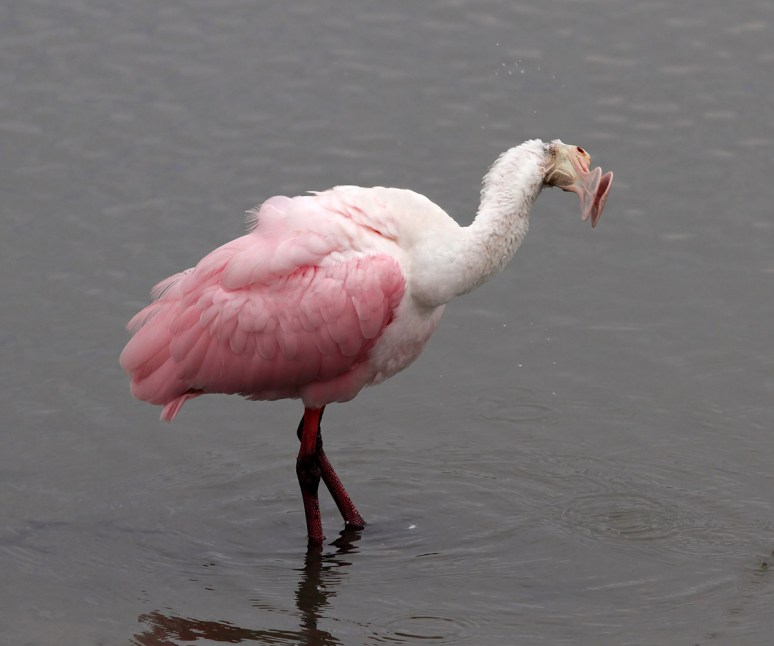 Spoonbill Feeding in the Salt Marsh