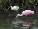 Spoonbill Feeding in the Salt&nbsp;Marsh