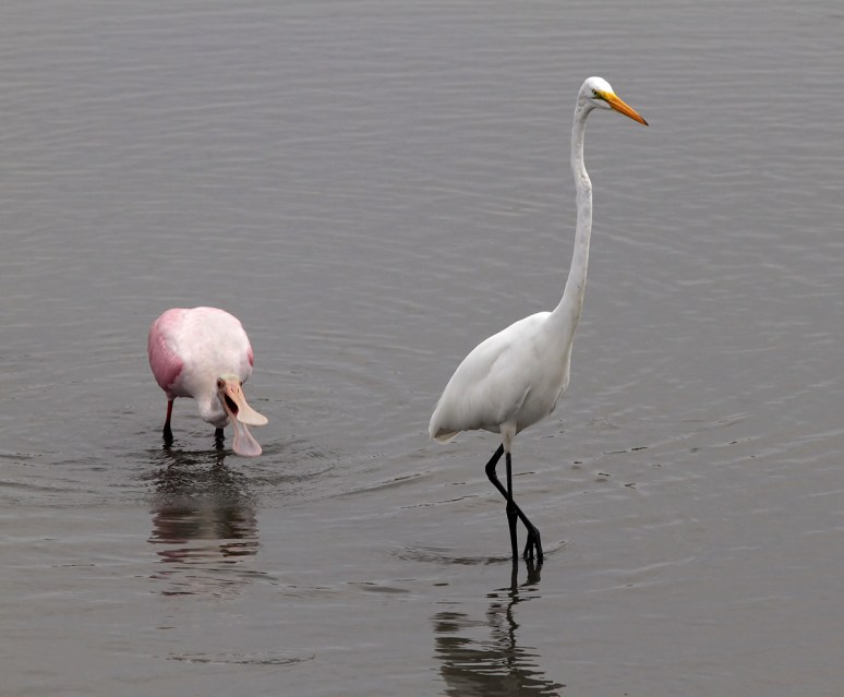 Spoonbill Feeding in the Salt Marsh