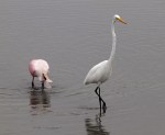 Spoonbill Feeding in the Salt&nbsp;Marsh
