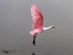 Spoonbill Feeding in the Salt&nbsp;Marsh