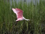 Spoonbill Feeding in the Salt&nbsp;Marsh