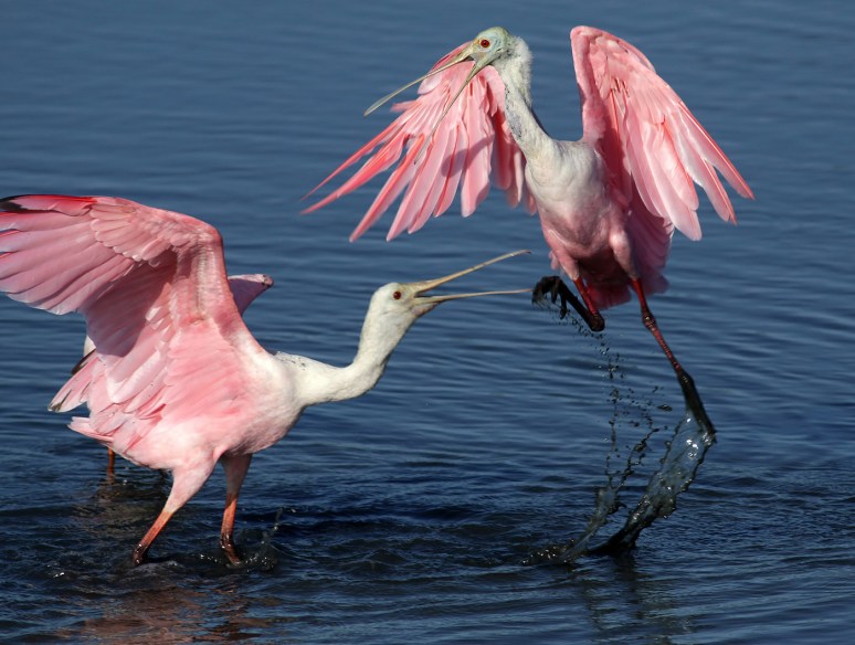 Spoonbill Fight 