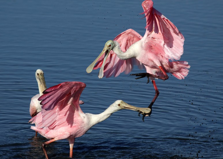 Spoonbill Fight 