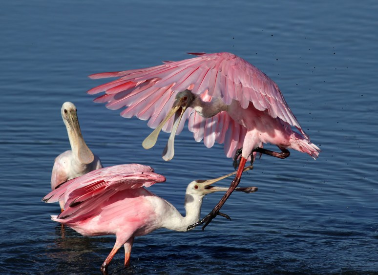 Spoonbill Fight 