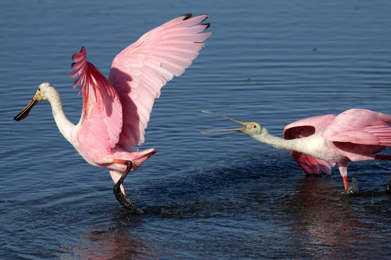 Spoonbill Fight 