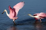 Spoonbill Fight