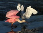 Spoonbill Fights with&nbsp;Snowy