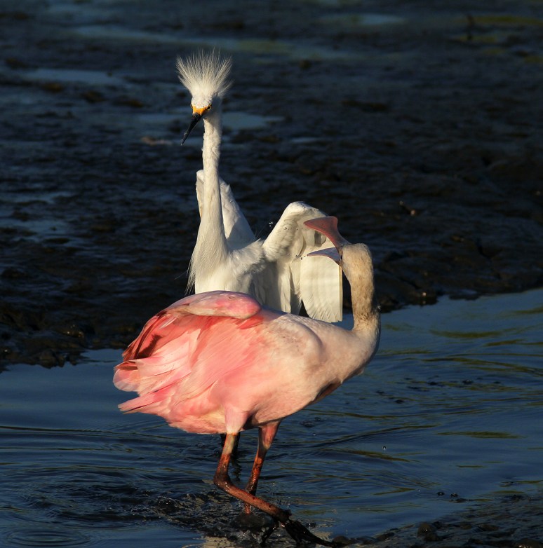 Spoonbill Fights with Snowy 