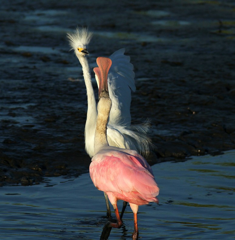 Spoonbill Fights with Snowy 