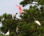 Spoonbill Flies Into Pine&nbsp;Tree
