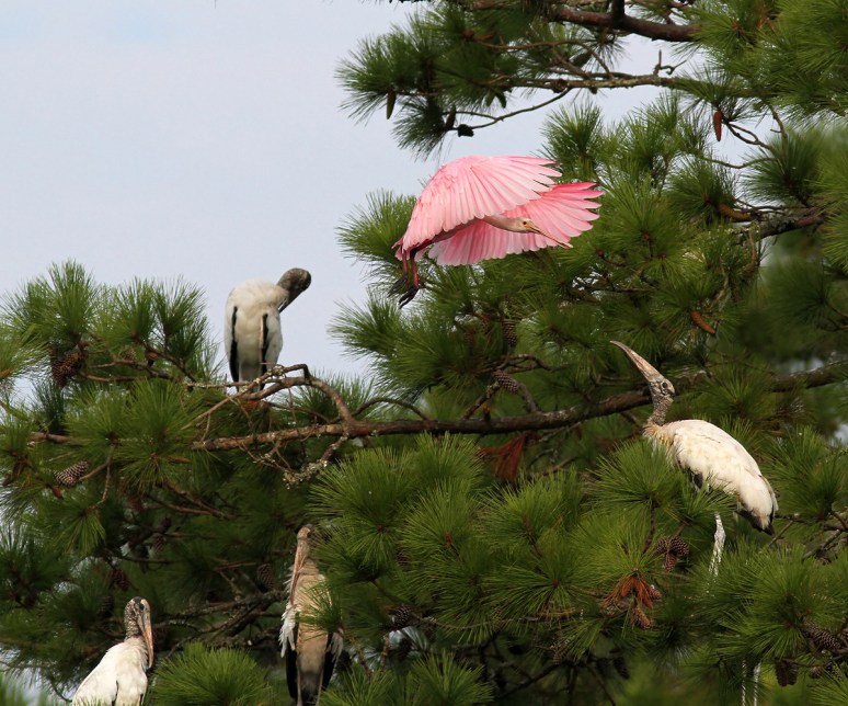 Spoonbill Flies Into Pine Tree 