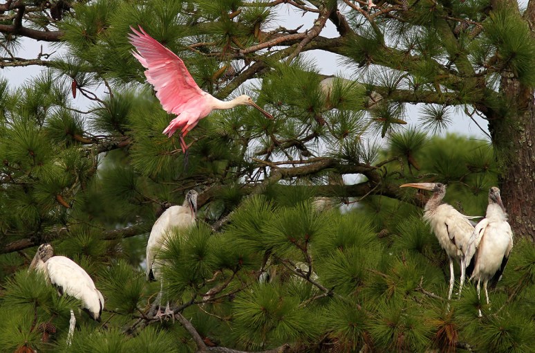 Spoonbill Flies Into Pine Tree 