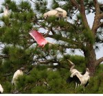 Spoonbill Flies Into Pine&nbsp;Tree