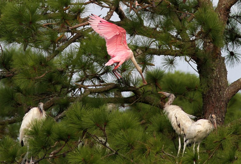 Spoonbill Flies Into Pine Tree 