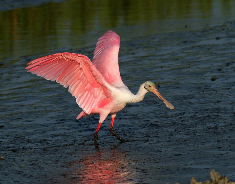 Spoonbill Walking The Runway 