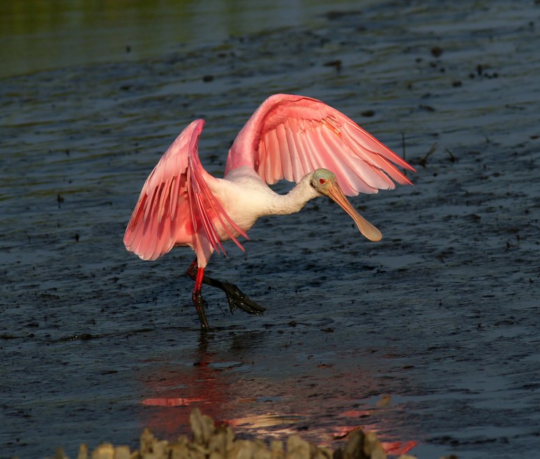 Spoonbill Walking The Runway 
