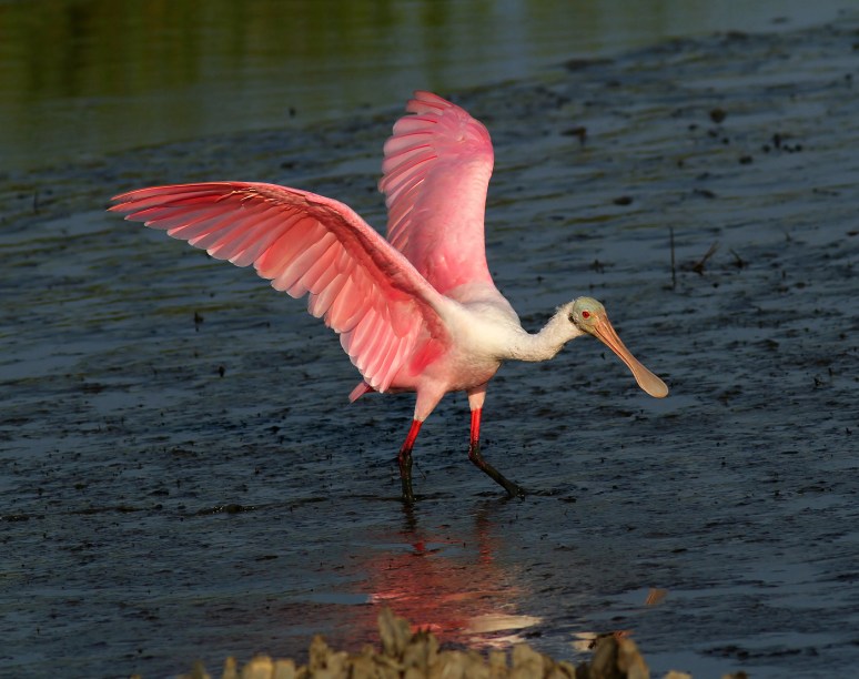 Spoonbill Walking The Runway 
