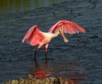 Spoonbill Walking The&nbsp;Runway