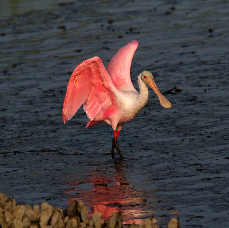 Spoonbill Walking The Runway 