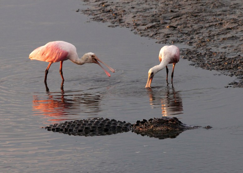 Spoonbills and Alligator