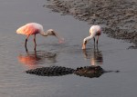 Spoonbills and Alligator
