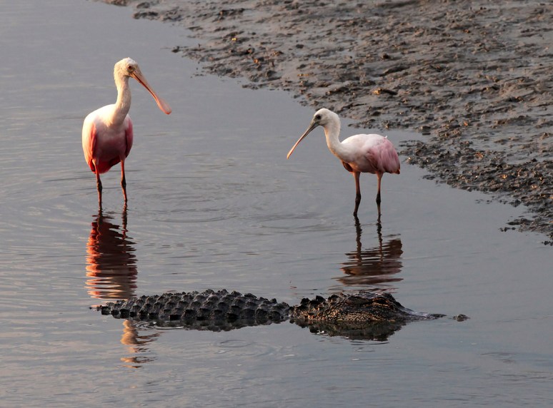 Spoonbills and Alligator