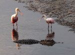 Spoonbills and Alligator
