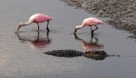 Spoonbills and Alligator