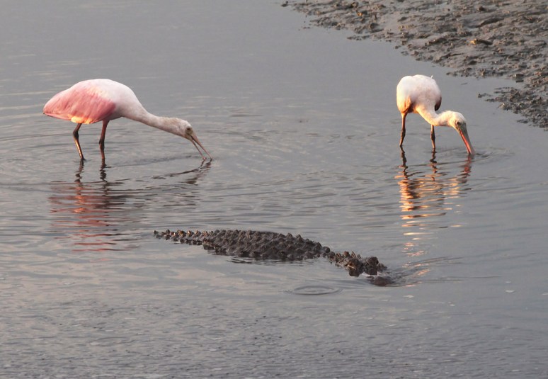 Spoonbills and Alligator
