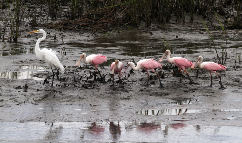 Spoonbills and Radar 