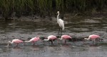 Spoonbills and Radar