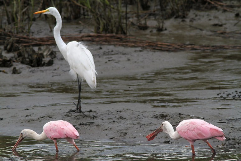 Spoonbills and Radar 