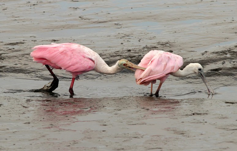 Spoonie Bites Spoonie 