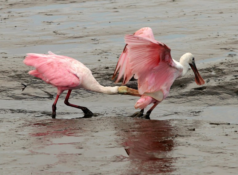 Spoonie Bites Spoonie 