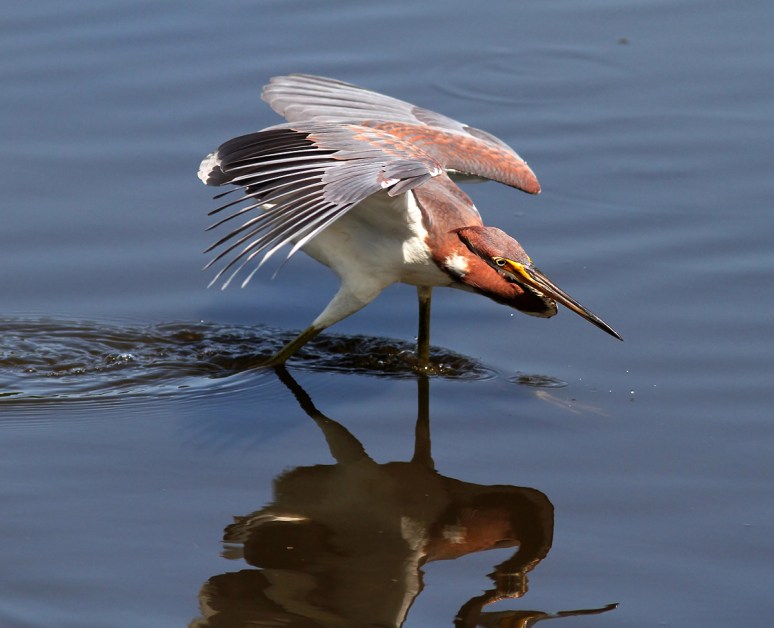 Tricolored Heron Fishing in Pond
