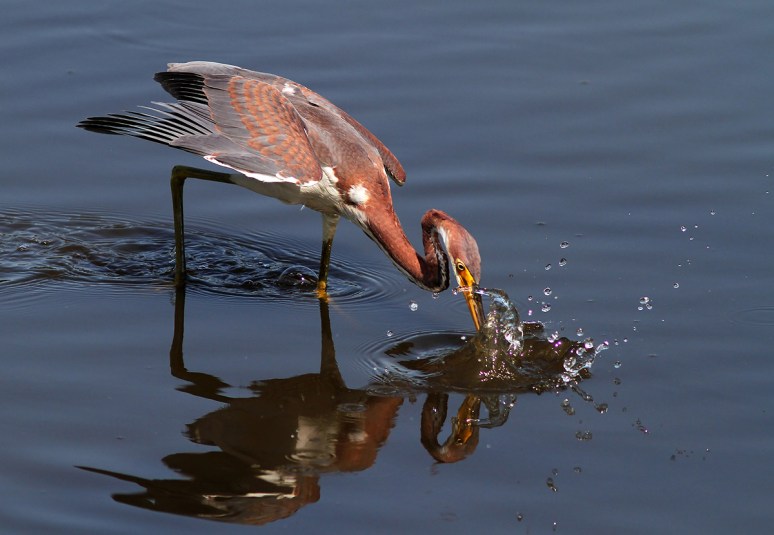 Tricolored Heron Fishing in Pond