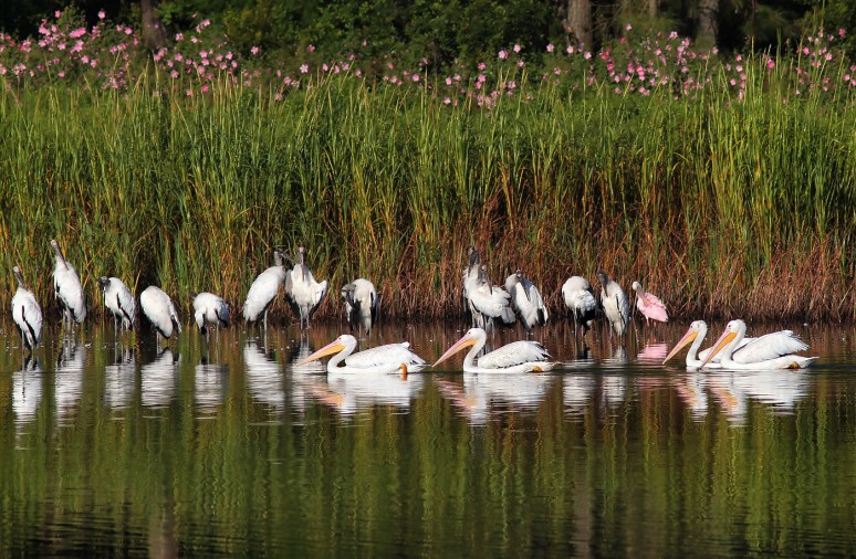 White Pelican Parade Past Wood Storks 