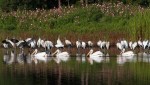White Pelican Parade Past Wood&nbsp;Storks