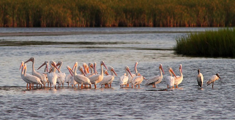 White Pelicans 