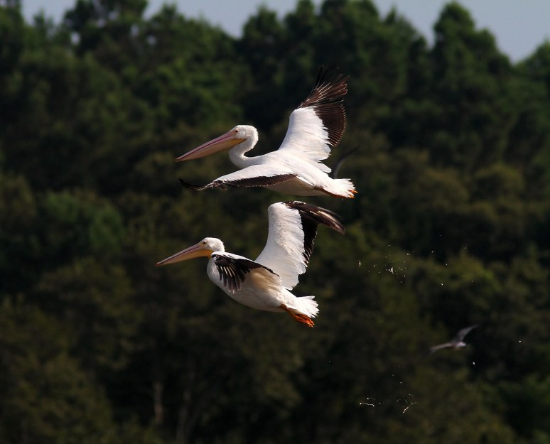 White Pelicans 