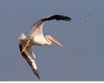 White Pelicans