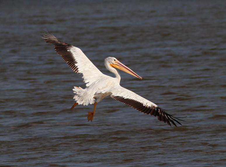 White Pelicans 