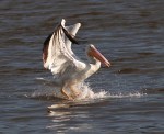 White Pelicans