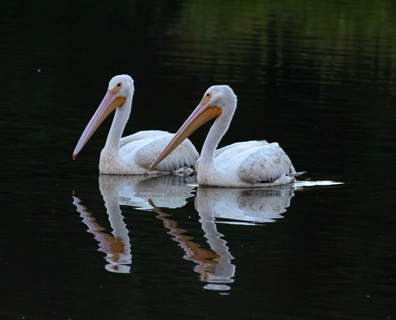 White Pelicans 