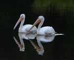 White Pelicans