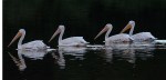 White Pelicans 10