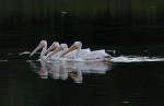 White Pelicans
