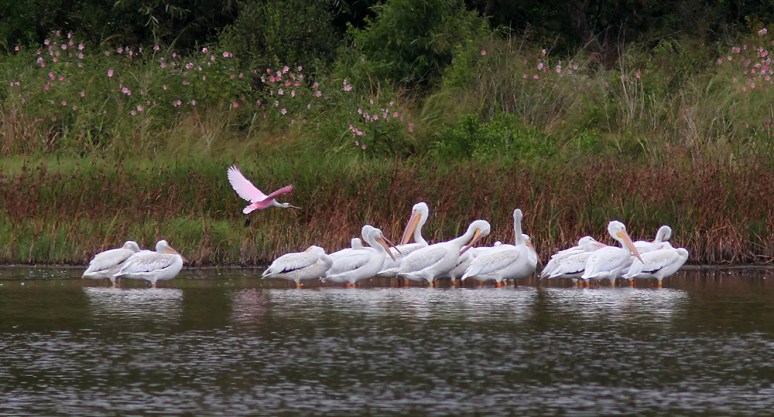 White Pelicans 