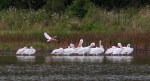 White Pelicans